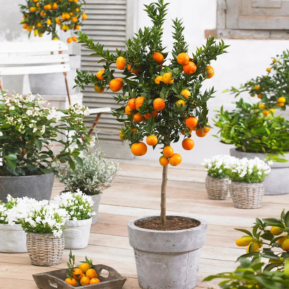 Tangerine tree