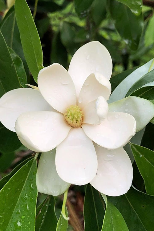 Magnolia tree, 4-5ft